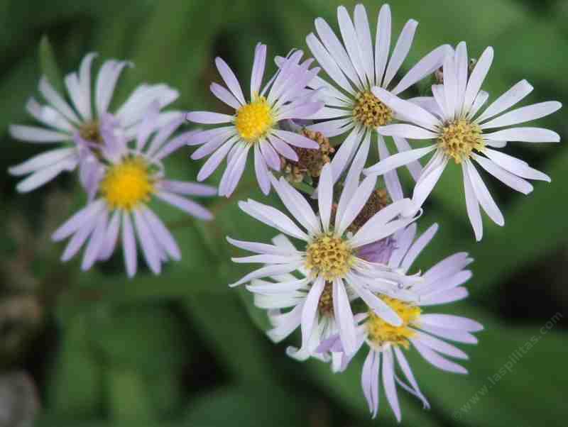 Symphyotrichum ascendens, Western aster, is a plant of the mountains, but grows well at lower elevations also. - grid24_24