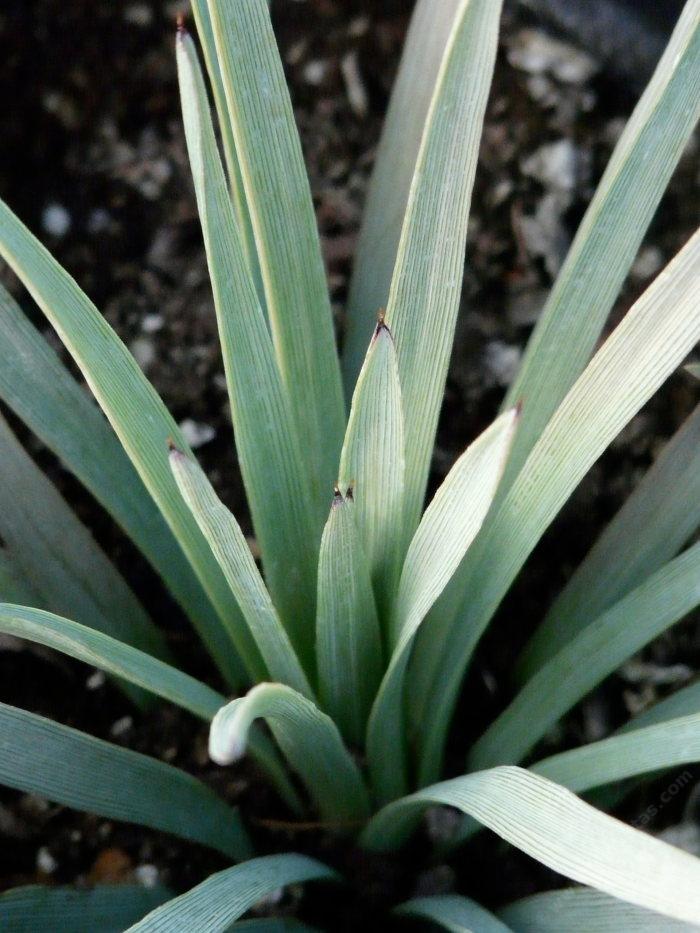 Yucca whipplei Quixote Plant