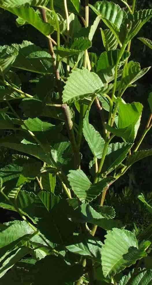 Alnus rubra, Red Alder, is a great plant for erosion control, and fixes nitrogen.