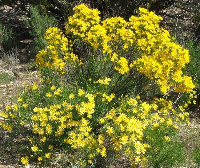 Haplopappus linearifolius (Ericameria linearifolia, Stenotopsis linearifolia), Narrowleaf Golden Bush 