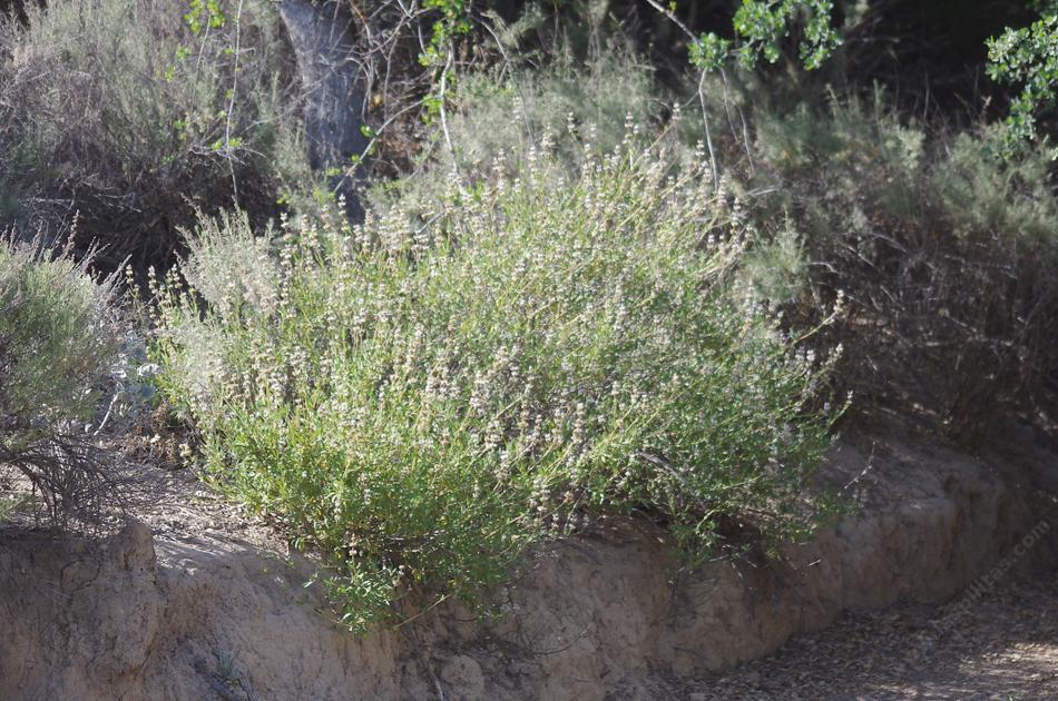 Salvia mellifera, Black Sage.