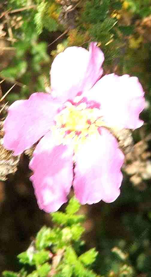 Rosa minutifolia