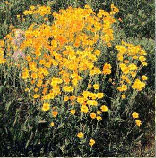 Monolopia lanceolata Common Monolopia