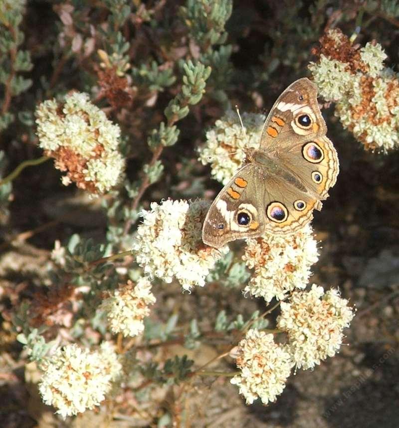 Eriogonum fasciculatum var. polifolium; Rosemary Flat-Top Buckwheat with a Buckeye Butterfly