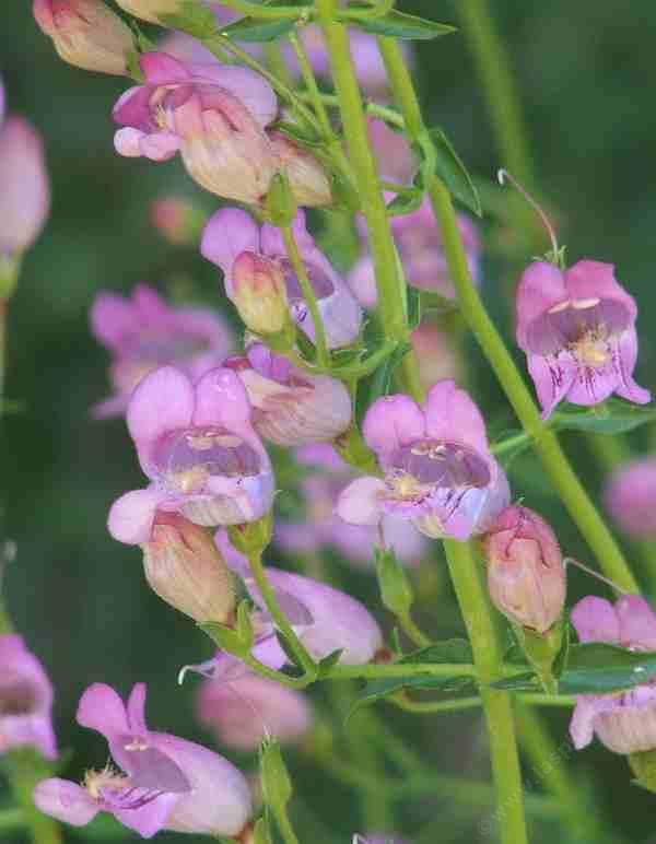 Penstemon grinnellii, Southern Woodland Penstemon, is rare, elusive, and so "cool lavender" for a garden. 