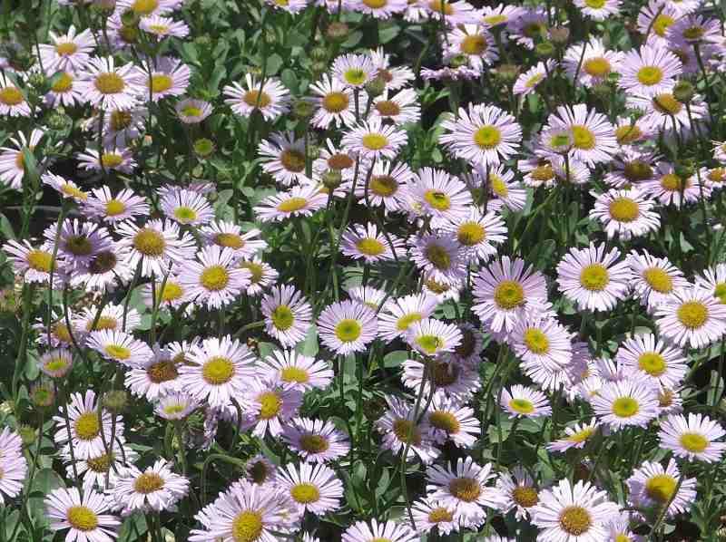 Erigeron Wayne Roderick Daisy planted as a small groundcover or border. With a little water has worked well everywhere in California we've tried it.