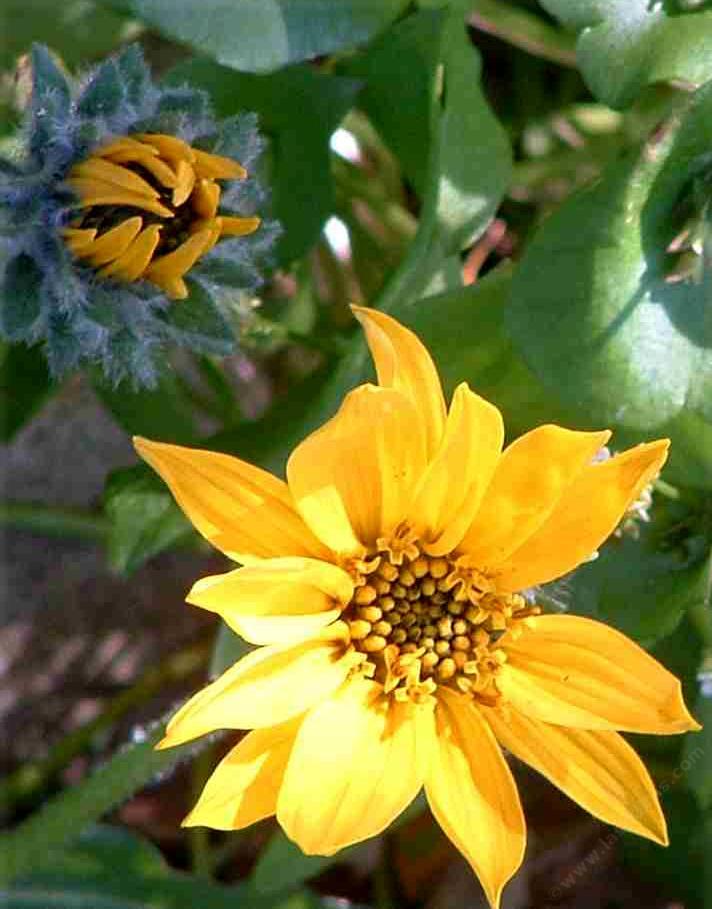 Wyethia angustifolia, Narrowleaf Mule Ears yellow flower.