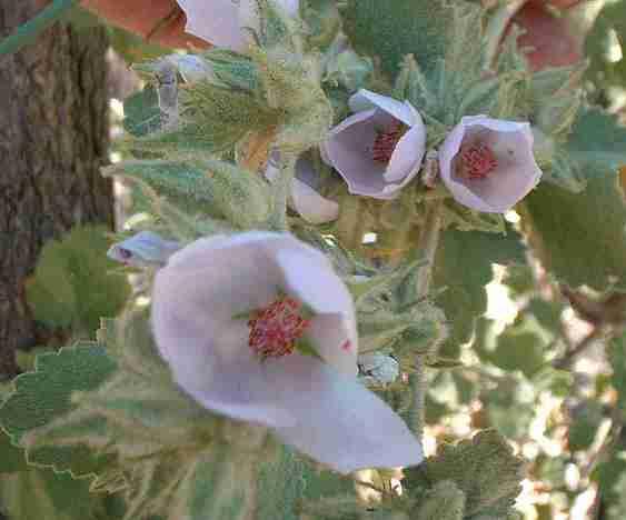 Malacothamnus marrubioides, Pinkflowered Bushmallow,  is a common inhabitant of the central California chaparral.