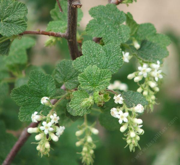 White Chaparral Currant, Ribes indecorum is native from southern Monterey Co., to San Diego, it used to be a common shrub throughout the Los Angeles basin and the Santa Monica Mountains.