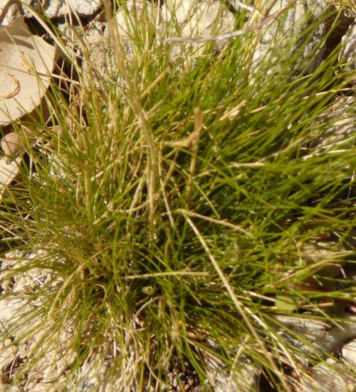 Deschampsia elongata Slender hairgrass