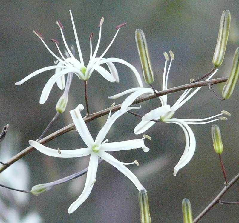 The Soap plant flowers are delicate white flowers on a three foot stalk