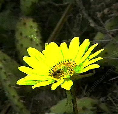 Coreopsis maritima (sea dahlia or beach coreopsis)
