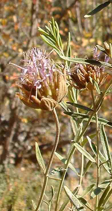 Monardella linoides viminea, Willowy Monardella
