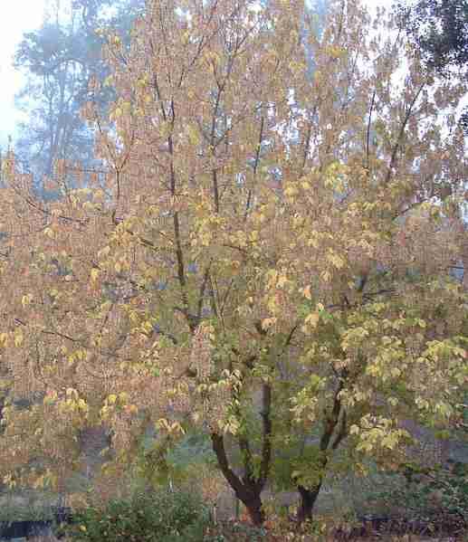 Box Elder tree,  Acer negundo californicum with fall color in fog.