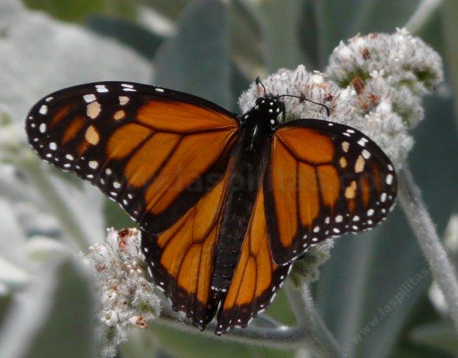Eriodictyon tomentosum Woolly Yerba Santa, with a Monarch 