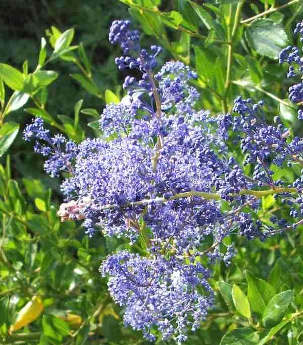 San Diego mountain lilac, Ceanothus cyaneus