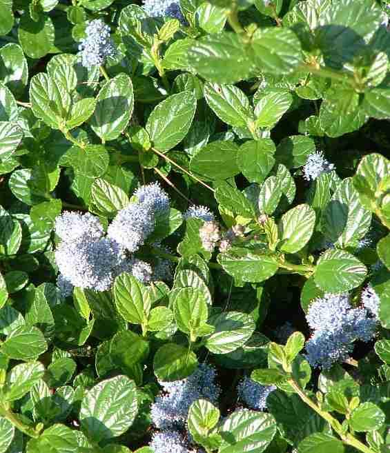 Ceanothus Yankee Point as flat groundcover with blue flowers.