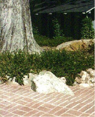 An old picture of Ceanothus  gloriosus growing over rocks next to a brick patio.