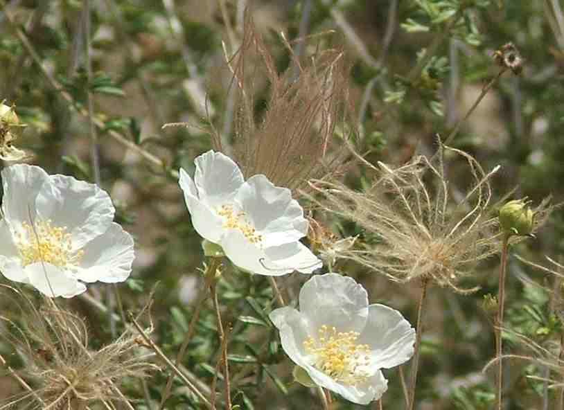 Fallugia paradoxa, Apache Plume, is a delicate shrub with pretty white flowers, and plumose fruits. 