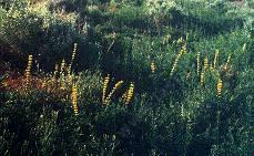 an old picture of Lupinus deniflorus aureus, Golden Lupine in Buttonwillow.