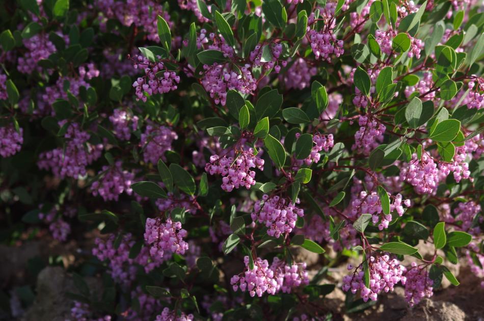 The flowers of Sonoma Manzanita