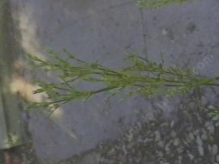 Juncus oxymeris Pointed Rush