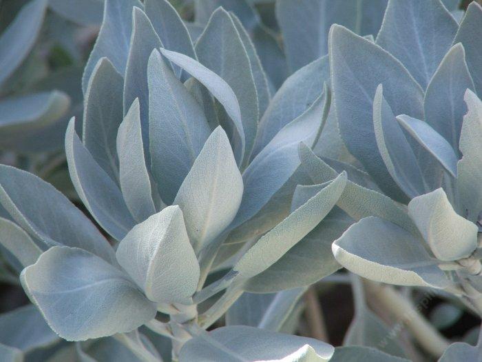 White sage, Salvia apiana has incredible leaves.