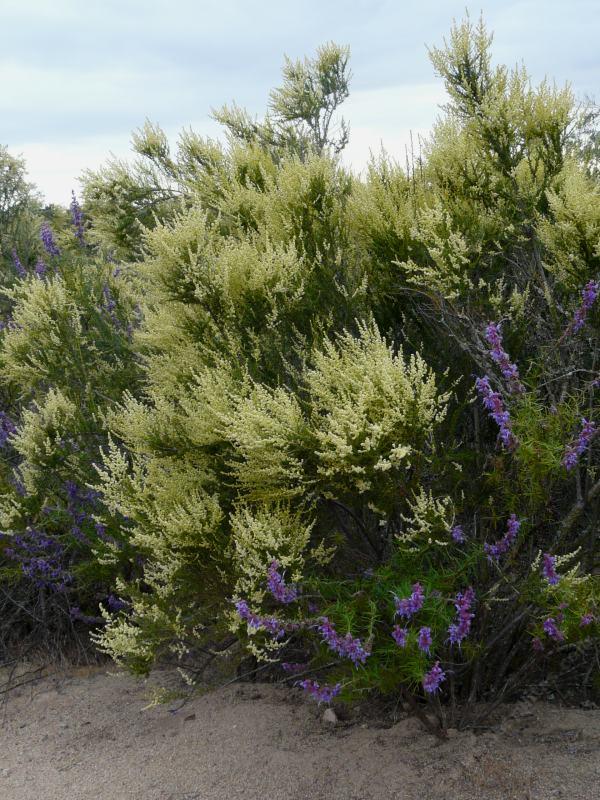 Woolly Blue curls and Adenostoma fasciculatum (Chamise or Greasewood) in flower. - grid24_24