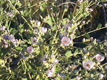 Malacothamnus orbiculatus (Malacothamnus fremontii), Bush Mallow, is shown here in an older photo in our garden, Santa Margarita, California.