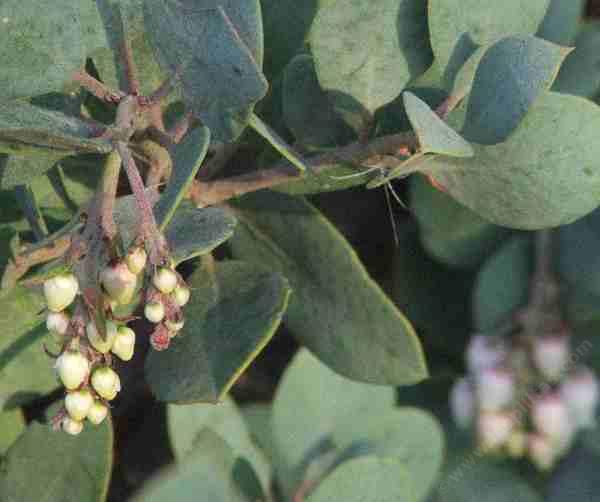 Flowers and leaves of Arctostaphylos cushingiana
