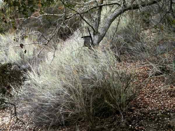Artemisia californica California Sagebrush is one of the most common shrubs in the coastal plant communities of California.  - grid24_24
