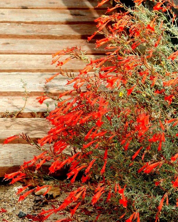 Zauschneria cana ''Hollywood Flame' ', Hollywood Flame California