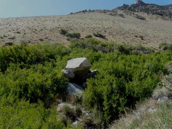 Forestiera neomexicana, Desert Olive, is growing here in a moist swale in overgrazed rangeland in the eastern Sierra Nevada mountains of California. - grid24_24