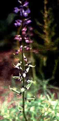 lupine benthamii