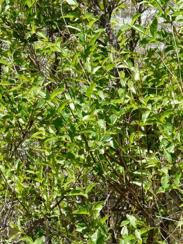 Cephalanthus occidentalis var. californica, Buttonwillow.