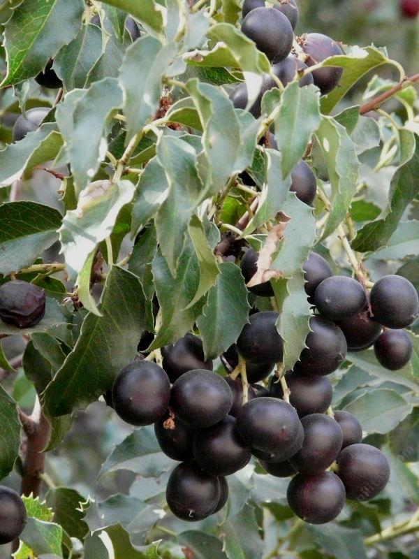 Ripe fruit on the Hollyleaf  Cherry, Prunus ilicifolia - grid24_24