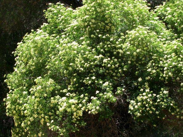 Elderberry, Mexican Elderberry, Western Elderberry tree in flower