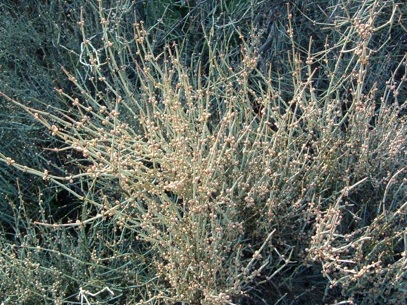 Ephedra californica, California Ephedra, is a primitive plant and grows in dry areas of California.