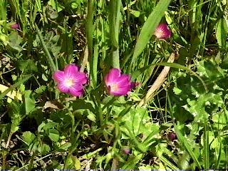 Calandrinia ciliata Red Maids
