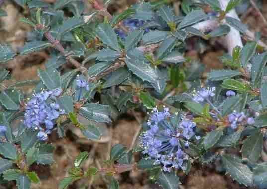 Ceanothus gloriosus porrectus  flower close up. - grid24_24