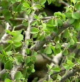 Euphorbia misera Cliff Spurge