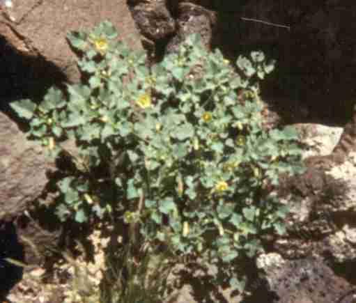 A plant of Abutilon palmeri, Indian Mallow, with yellow flowers, in its dry, desert, mostly creosote bush scrub habitat, with background boulders. 