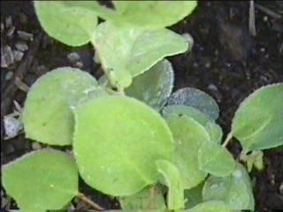 Gaultheria shallon, Salal, loves shady, moist areas of the redwood forest of California, but will also grow in part shade.  