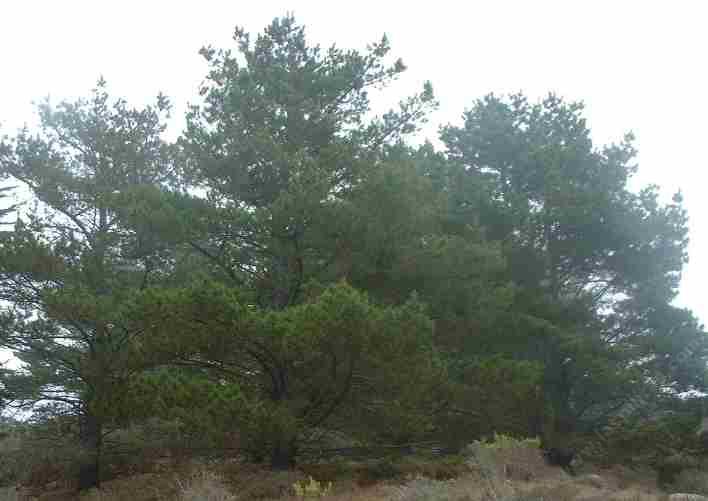 Pinus muricata, Bishop Pine, is found on the coast and in the coastal mountains from forests to chaparral. 