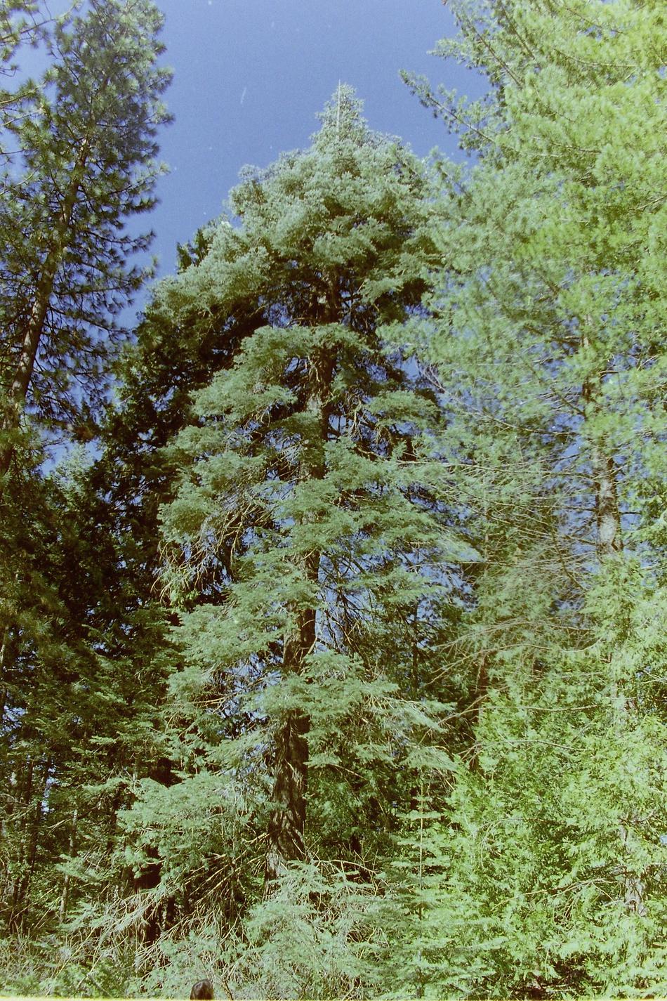 Pseudotsuga menziesii Douglas Fir