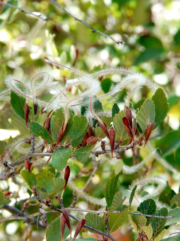 Cercocarpus alnifolius, Island Mountain Mahogany.