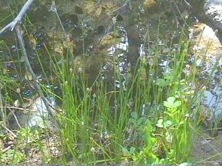 Heleocharis palustris, Spikerush, is here shown in its natural habitat. 