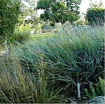 Leymus condensatus 'Canyon Prince'