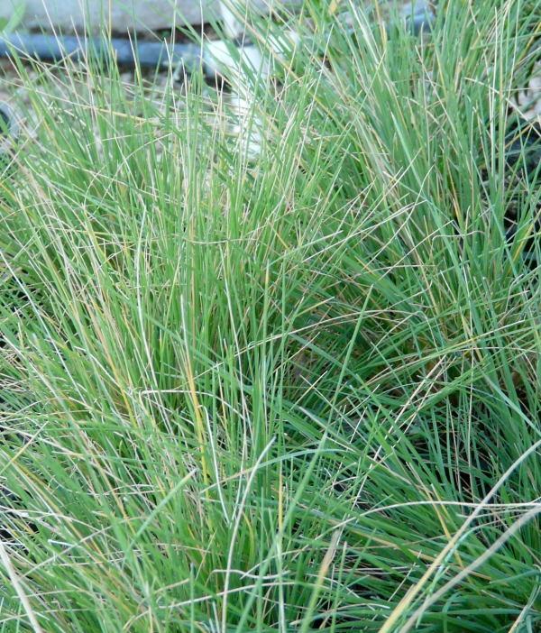 Puccinellia nuttalliana,  Nuttall's alkali grass - grid24_24