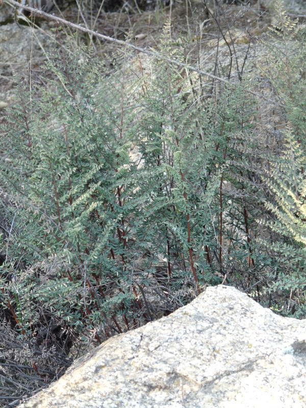 Pellaea mucronata, Bird's-Foot Fern, is growing here near granite rocks in the central coast ranges of California.  